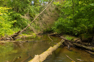 Small river flowing though the forest with fallen trees. Natural summer landscape of woodlands in Latvia, Northern Europe.