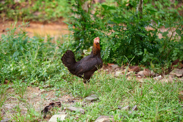 Chicken feed on field
