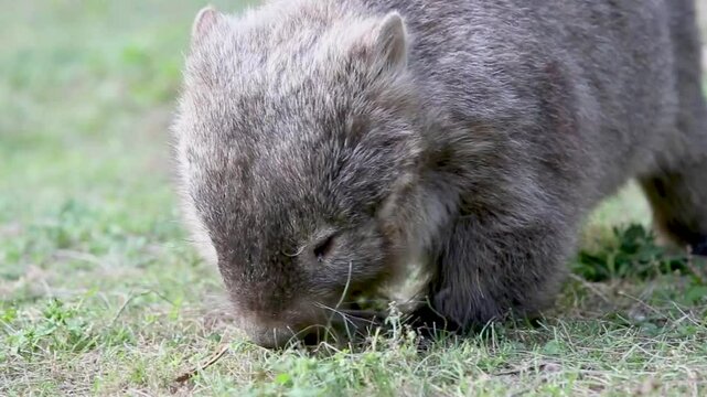 Wombat im Kangaroo Valley, NSW, Australien