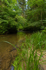 A small river stream flowing through the forest with lush green grass on the banks. Natural scenery of summer in Latvia.