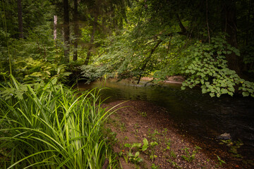 Fototapeta premium A small river stream flowing through the forest with lush green grass on the banks. Natural scenery of summer in Latvia.