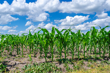 Tall corn plants in the field, green leaves, stem. Blue sky with white clouds. Summer corn field.