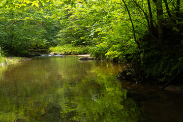 A beautiful small river flowing through the summer forest. Natural scenery of woodlands in Latvia, Northern Europe.