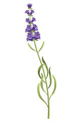 Fototapeta premium Lavender. Purple lavendar stems and blooms. Rustic trendy greenery flowers. Provence floral plant on white background. Vector cartoon illustration