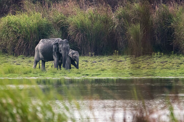 Mother and Calf Elephant 