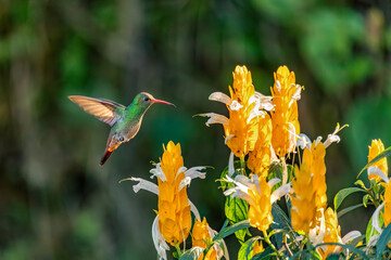 Rufous-tailed hummingbird (Amazilia tzacatl), medium-sized hummingbird in the emeralds, tribe Trochilini. Minca, Sierra Nevada de Santa Marta. Wildlife and birdwatching in Colombia. © ArtushFoto