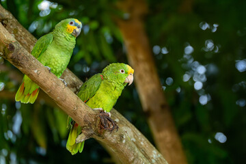 Orange-winged amazon (Amazona amazonica), and Yellow-crowned amazon or yellow-crowned parrot (Amazona ochrocephala). Malagana, Bolivar department. Wildlife and birdwatching in Colombia