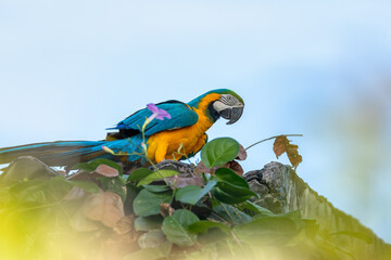 Blue-and-yellow macaw (Ara ararauna), also known as the blue-and-gold macaw, is a large Neotropical parrot. Malagana, Bolivar department. Wildlife and birdwatching in Colombia