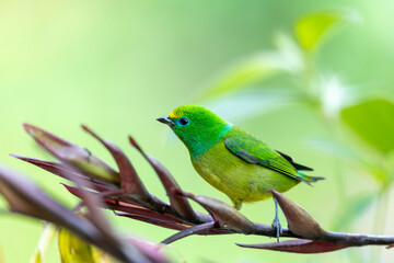Blue-naped chlorophonia (Chlorophonia cyanea), South American species of bird in family Fringillidae. Minca, Sierra Nevada de Santa Marta, Magdalena department. Wildlife and birdwatching in Colombia