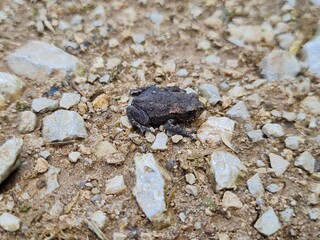 frog on the ground