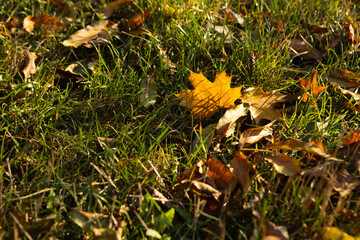 Yellow nature autumn landscape with leaves on grass sun light