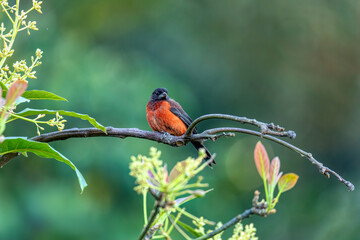 Crimson-backed tanager (Ramphocelus dimidiatus) male, species of bird in the family Thraupidae. Minca, Sierra Nevada de Santa Marta Magdalena department. Wildlife and birdwatching in Colombia.