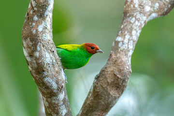 Bay-headed tanager (Tangara gyrola), medium-sized passerine bird. Minca, Sierra Nevada de Santa Marta Magdalena department. Wildlife and birdwatching in Colombia.