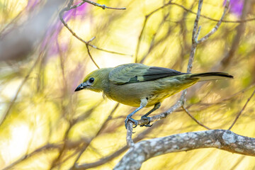 Bird Palm tanager (Thraupis palmarum) is a medium-sized passerine bird. Minca, Sierra Nevada de Santa Marta Magdalena department. Wildlife and birdwatching in Colombia.