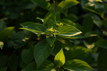 Green spring background with plant growing sun weather nature