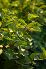 Green spring background with young plant growing