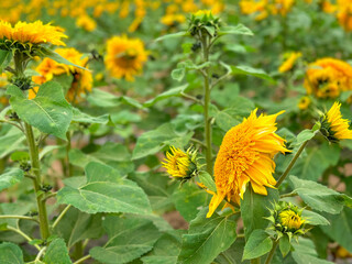 Blooming sunflower farm field, big bright yellow sunflower, agriculture concept harvest. Growing seeds for oil