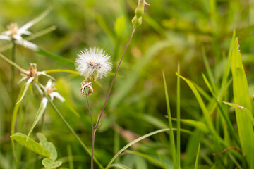 wild dandelion in the foreground surrounded by grass