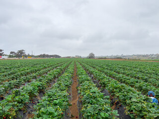 Obraz premium Strawberry picking in strawberry field on fruit farm. Fresh ripe organic strawberry. Family Activity 