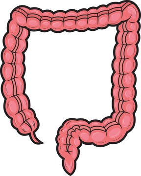 recommend clip art: Intestino grueso órgano del cuerpo humano ilustracion vectorial.