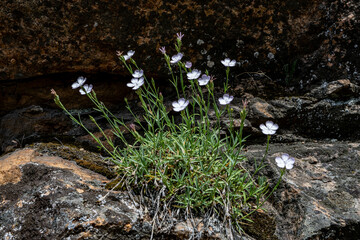 Fototapeta premium Œillet de Madame de Gysperger (Dianthus furcatus subsp. gyspergerae)