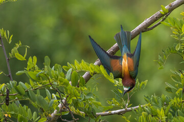 Bienenfresser (Merops apiaster)