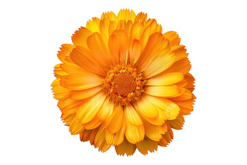 Calendula flower isolated on transparent background