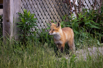 Red fox kit standing next to a wooden fence