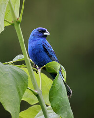 Beautiful male indigo bunting Passerina cyanea perched in a shrub