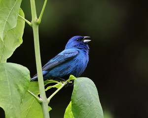 Beautiful male indigo bunting Passerina cyanea singing