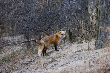Red fox standing in a ravine
