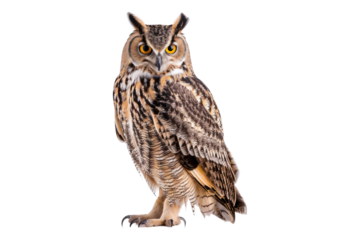 Eagle owl isolated on transparent background