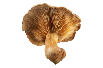 Earthy wood ear mushroom isolated on transparent background