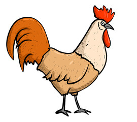 rooster isolated on white