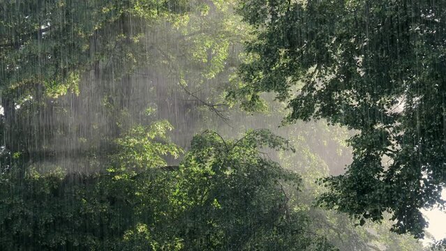 Summer rain and blooming tilia trees rain_9337