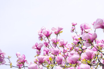 Pink magnolia flowers. Flower bud on a tree branch in the garden. Spring blooming nature