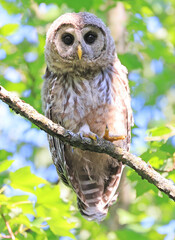 Barred Owl baby standing on a tree branch with green background, Quebec, Canada