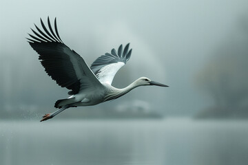 Obraz premium Cranes flying over the lake in the morning fog