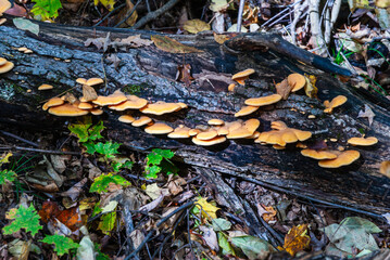 Fungus plants growing on a decaying log deep in a forest - possible backdrop for a composite image.