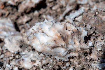 Close up of lump of salt in salt flats of  high altitude Atacama Desert near San Pedro de Atacama, Antofagasta, Chile