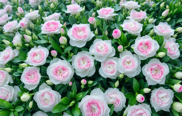a lot of  double-petaled lisianthus flowers that blend white and pink, super real, super high definition, green leaves, light water droplets on the leaves and flowers, fresh and beautiful,