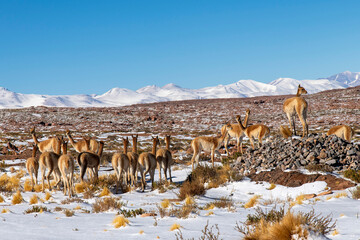 Group of vicuna (Lama vicugna) in snow covered landscape in Atacama Desert near San Pedro de Atacama, Antofagasta, Chile with snow covered range of stratovolcano mountains in background