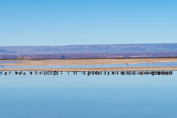 Large group of black-winged stilts in lagoon of salt flats of high altitude Atacama desert near San Pedro de Atacama, Antofagasta, Chile with mountains out of focus in background