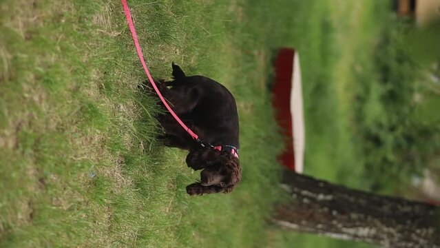 english cocker spaniel puppy. English cocker spaniel pooping. Cocker spaniel pooping in the park, garden, pooping on the grass. A cocker spaniel on a leash poops on the grass. dog pooping on a leash