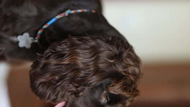 Young dark brown English Cocker Spaniel, close-up portrait. Young dark brown English Cocker Spaniel on the bed. A playful English Cocker Spaniel puppy looks at the camera. Happy puppy, soft focus