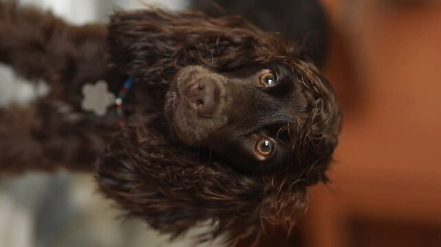 Young dark brown English Cocker Spaniel, close-up portrait. Young dark brown English Cocker Spaniel on the bed. A playful English Cocker Spaniel puppy looks at the camera. Happy puppy, soft focus