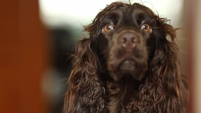 Young dark brown English Cocker Spaniel, close-up portrait. Young dark brown English Cocker Spaniel on the bed. A playful English Cocker Spaniel puppy looks at the camera. Happy puppy, soft focus