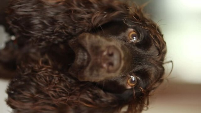 Young dark brown English Cocker Spaniel, close-up portrait. Young dark brown English Cocker Spaniel on the bed. A playful English Cocker Spaniel puppy looks at the camera. Happy puppy, soft focus