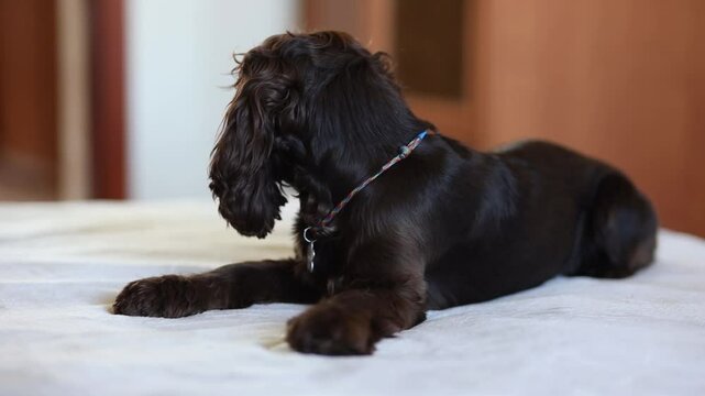 A young dark brown English Cocker Spaniel looking at the camera and turning away to the side. Young dark brown English cocker spaniel on the bed. Happy young dark brown english cocker spaniel