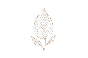 Elegant botanical illustration of a single leaf with detailed veins and delicate lines, perfect for nature-themed designs and artworks.